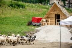 Zázrivské halušky 2015 - Redikaňä oviec