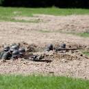 _MG_2148-kopie