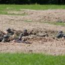 _MG_2282-kopie