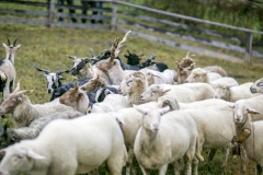 Rôsad v Zázrivej 2017