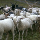 Ovce v košiari