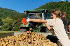 Už tretí ročník zberu obecných zemiakov 